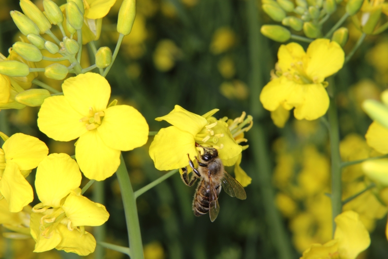 Honigbiene im Raps (<i>Brassica nappus</i>)